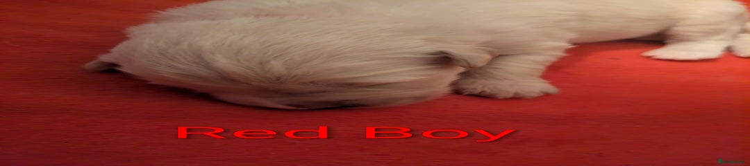 Red Boy