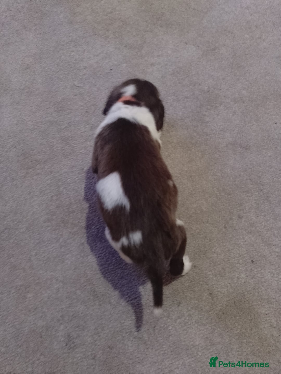 English Springer Spaniel dogs for sale: 6 Kc registered English springer spaniel pups  - Advert 5