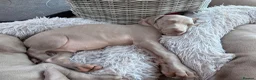 Weimaraner dogs for sale: Wonderful KC Reg Weimaraner Puppies x 6  - Advert 4