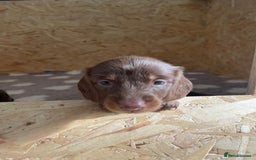 Miniature Dachshund dogs for sale: Kc Reg Long Haired Miniture Dachshund Puppies - Image 34