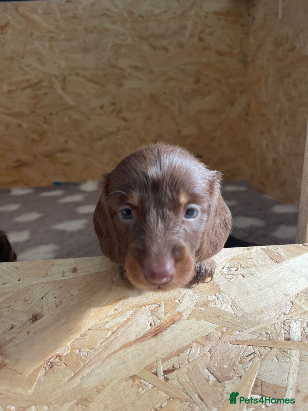 Miniature Dachshund dogs for sale: Kc Reg Long Haired Miniture Dachshund Puppies - Image 34