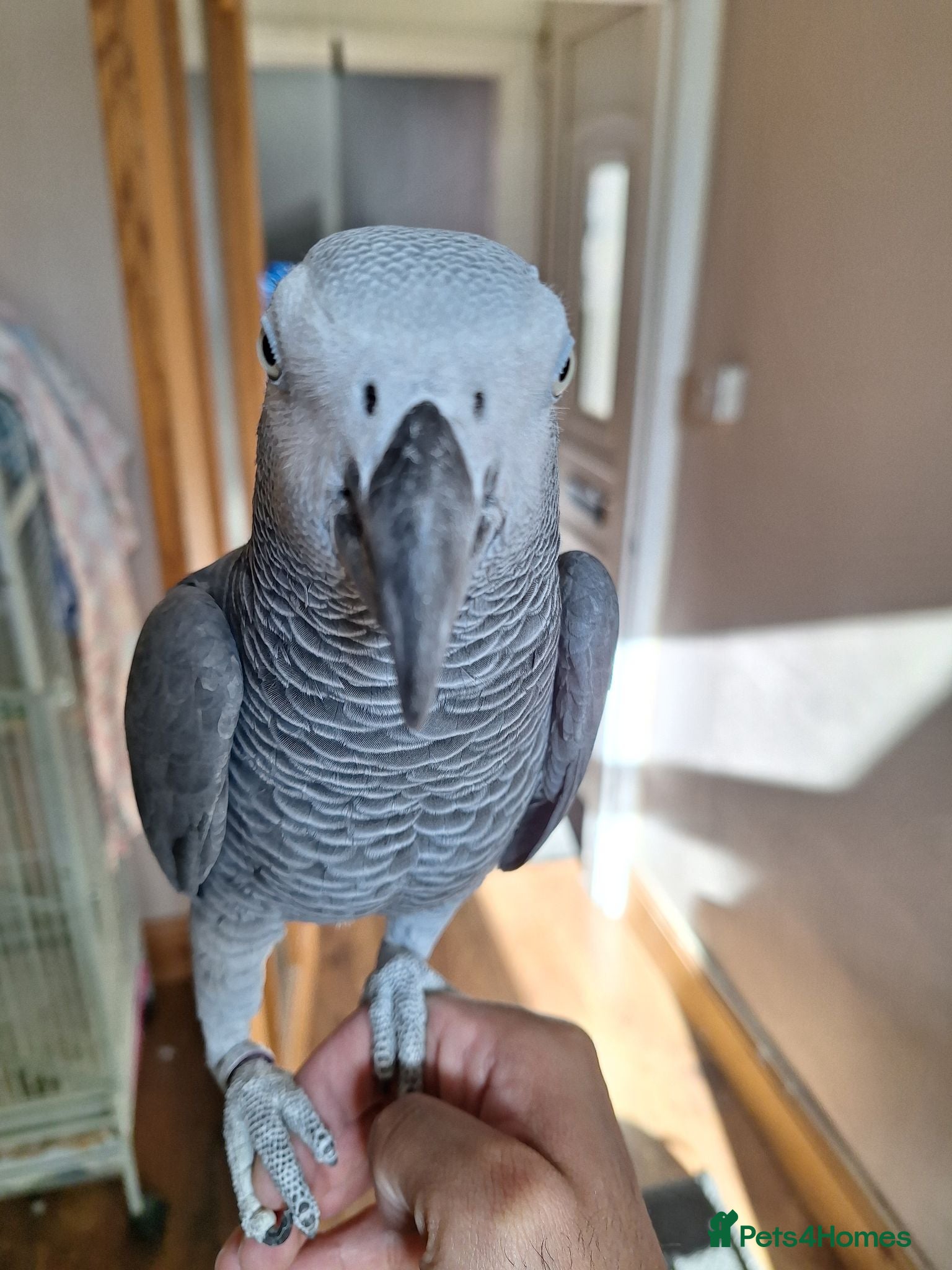 Parrots birds African grey for sale - Advert 1
