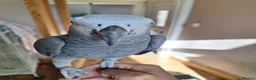 Parrots birds for sale: African grey for sale - Advert 1
