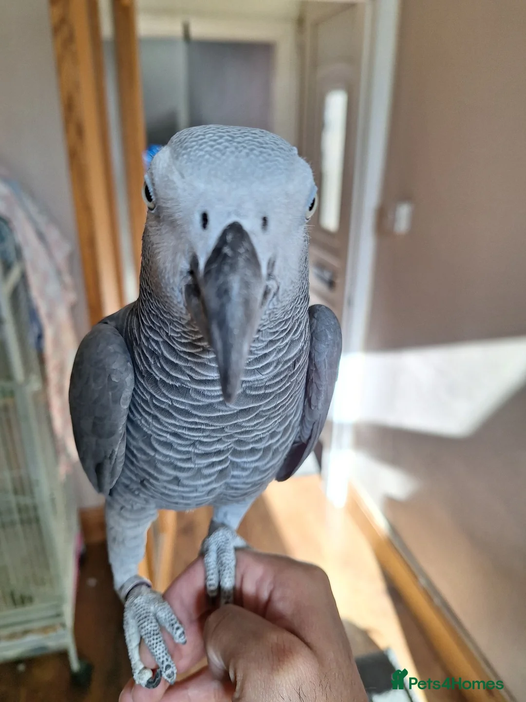 Parrots birds for sale: African grey for sale - Advert 1