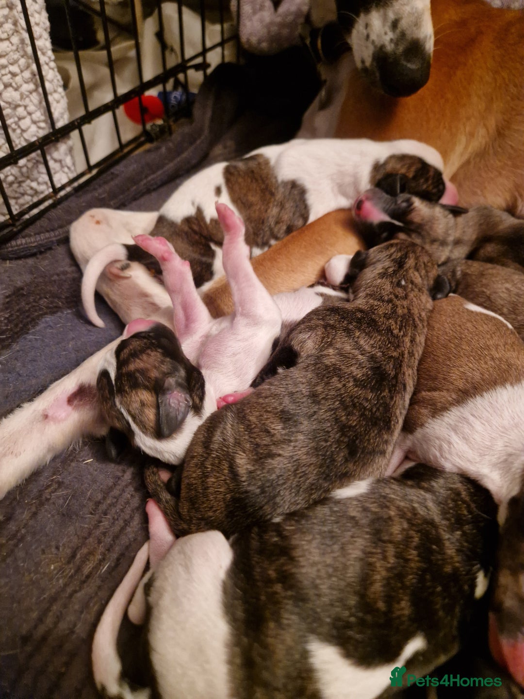 Whippet dogs for sale: Gorgeous whippet puppies - Advert 2