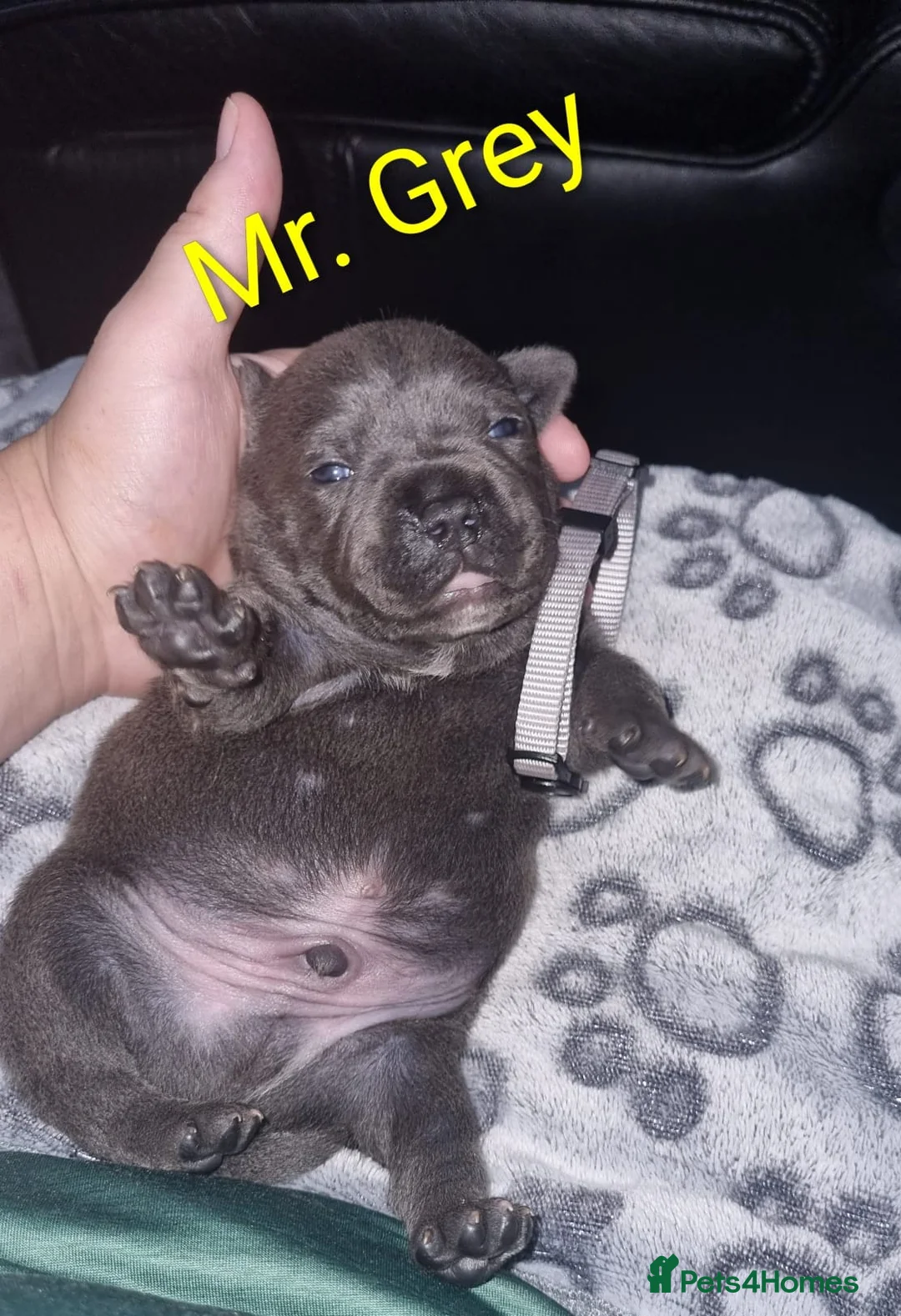 Staffordshire Bull Terrier dogs for sale: Beautifull chunky KC blue and white staff puppies  in Manchester - Advert 13