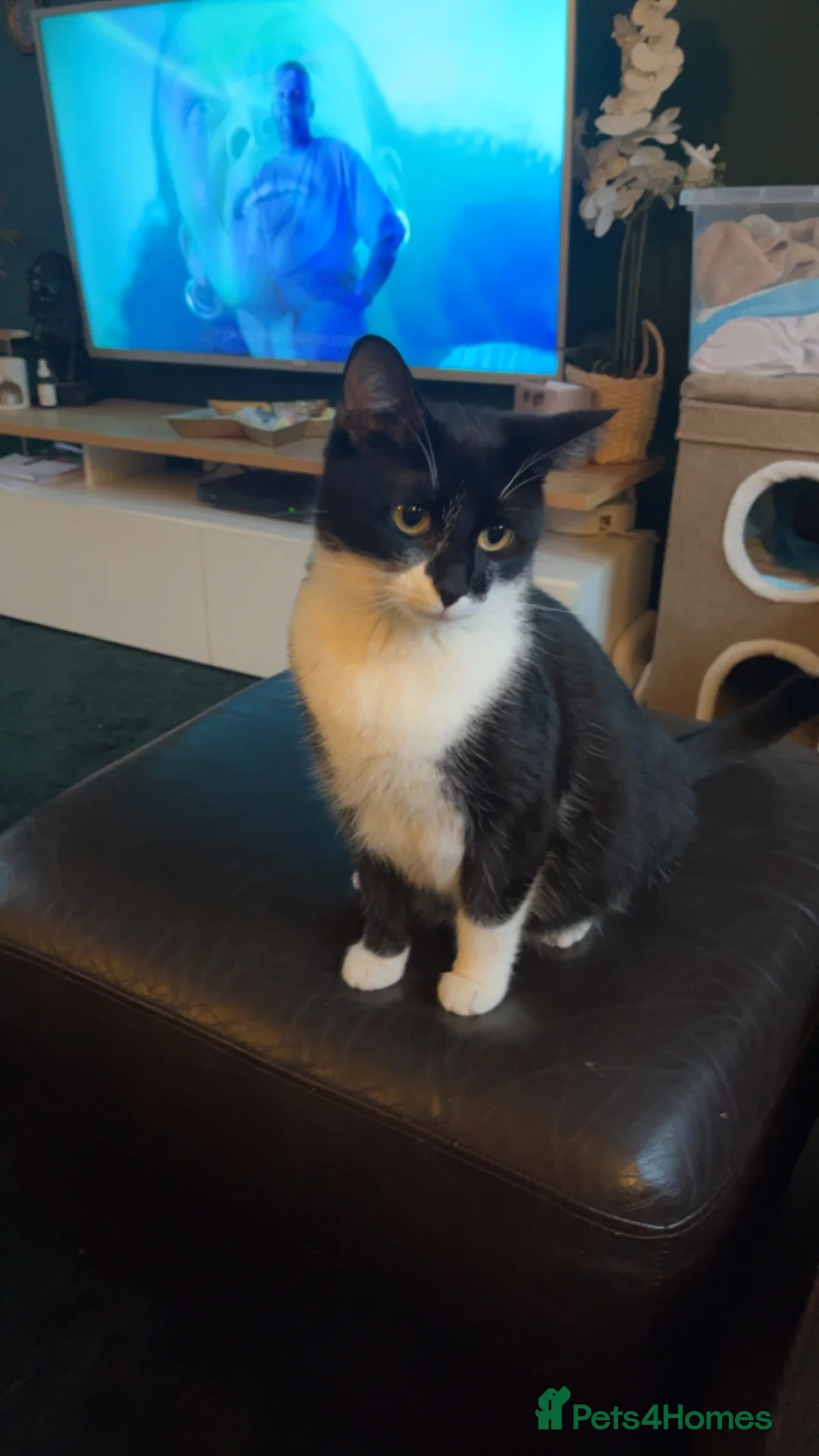 Mixed Breed cats for sale: Gorgeous tabby’s  - Advert 5