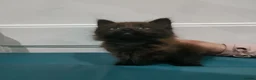 Mixed Breed cats for sale: Kittens 3 Boys and 2 Girls  in Leicester - Advert 32