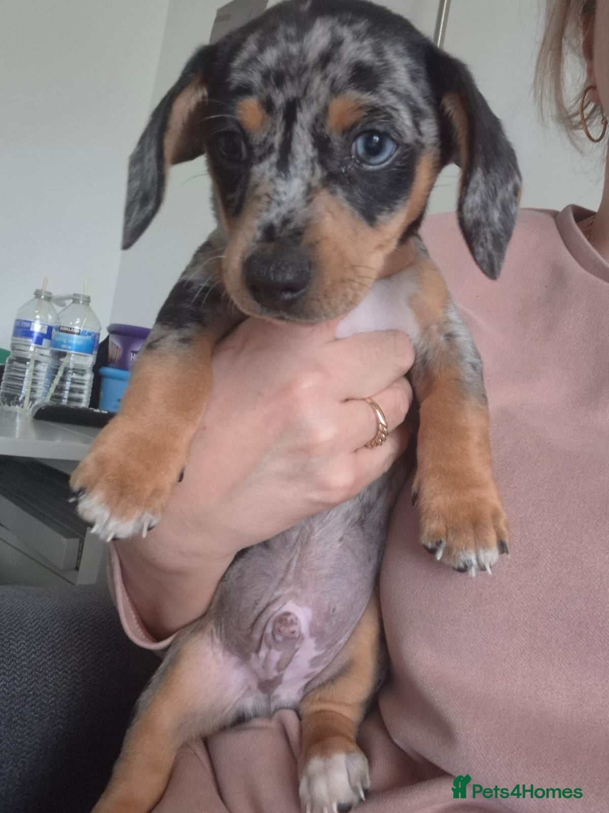 Jackshund dogs  Jack Russell Terrier x Dachshund . - Advert 12