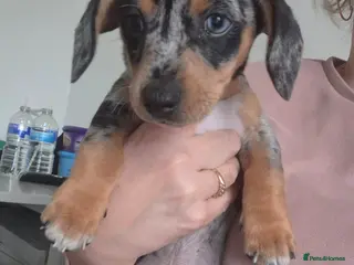 Jackshund dogs Jack Russell Terrier x Dachshund . - Advert 2