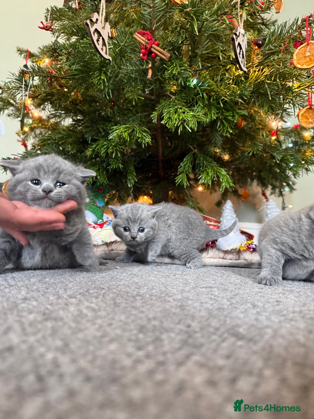 British Shorthair cats for sale: 💙 Beautiful British Shorthair Blue Kittens 💙 - Advert 6