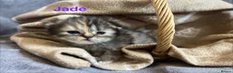 Persian cats for sale: Beautiful litter of Persian kittens, PKD Neg - Advert 8
