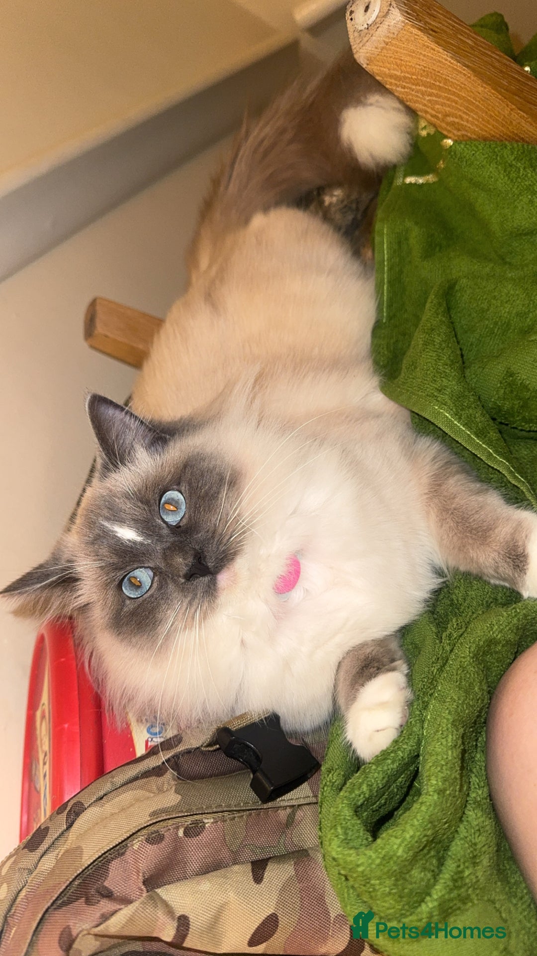 Ragdoll cats for sale: Ragdoll cat  - Advert 9