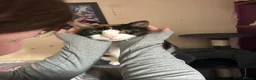 Mixed Breed cats for sale: Luna - tricoloured cat! in Abergavenny - Advert 3