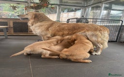 Golden Retriever dogs for sale: Kc registered Golden Retriever puppies available  - Image 26