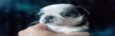 Pug 6