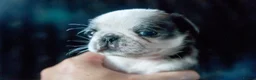 Pug dogs for sale: Beautiful and rare purebred puppies - Advert 7