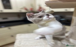 British Shorthair cats for sale: FULL PEDIGREE, REGISTERED BSH - Image 30