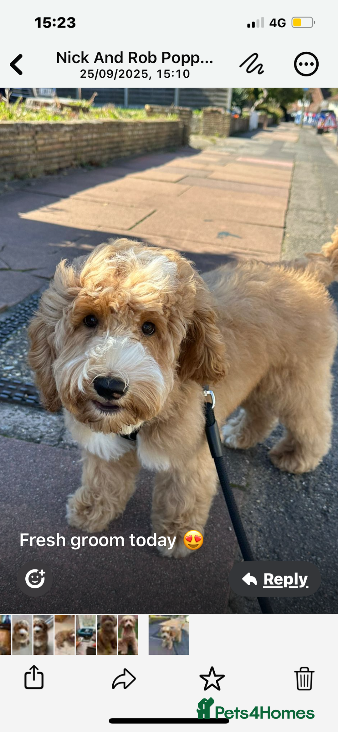 Australian Labradoodle dogs for sale: Australian labradoodles from Annetteslabradoodles  - Advert 20