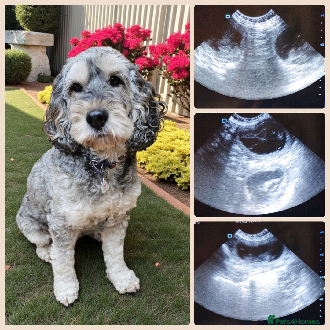 Australian Labradoodle dogs for sale: Gorgeous Australian Labradoodle Puppies  - Advert 36