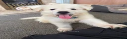 German Shepherd dogs for sale: Straight Back White German Shepherd Pups 🐶 🐕  - Advert 8