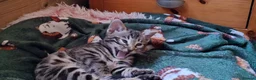Bengal cats for sale: Stunning Bengal kitten  - Advert 11