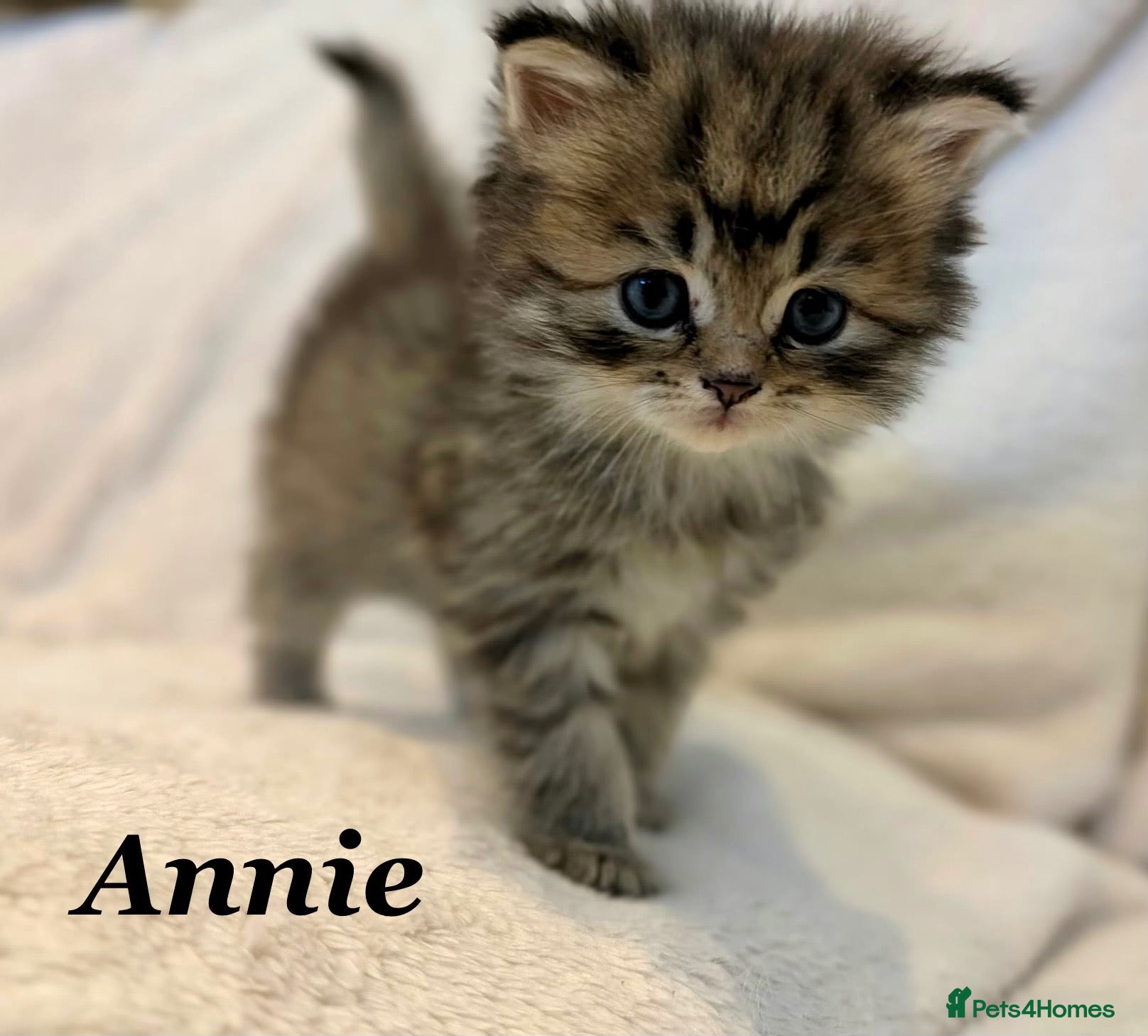 Persian cats Six absolutely stunning Persian Kittens - Advert 2