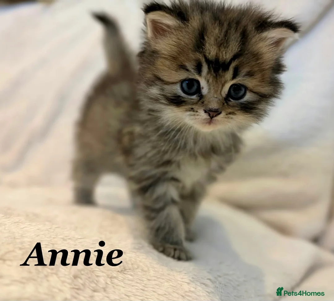 Persian cats for sale: Six absolutely stunning Persian Kittens - Advert 2
