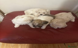 Zuchon dogs for sale: Zuchon puppies for sale  - Image 2
