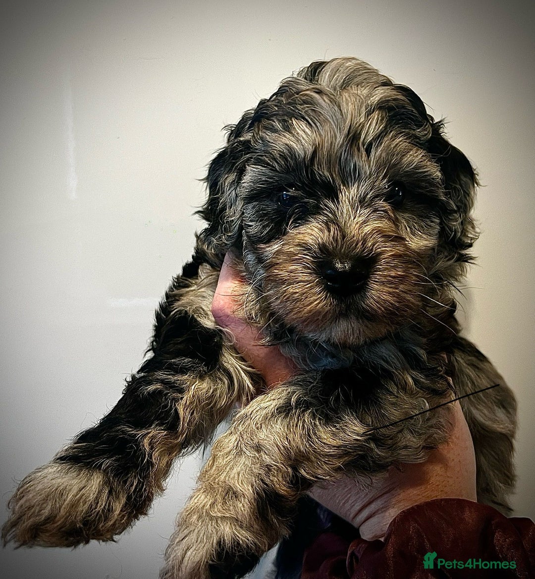 Cockapoo dogs for stud: F1 Blue Phantom merle Cockerpoo standing at stud in Basildon - Image 38