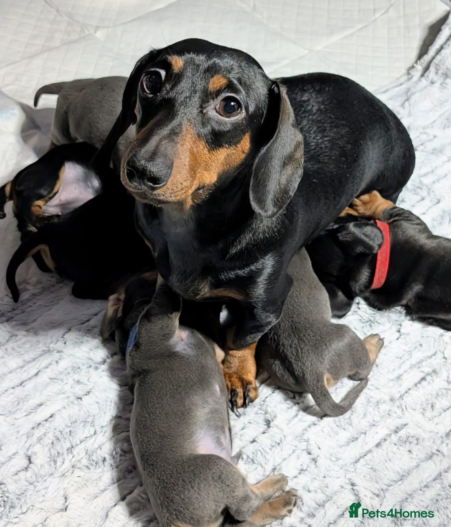 Dachshund dogs 6 Absolutely stunning dachshund  puppies for sale - Advert 9