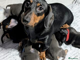 Dachshund dogs 6 Absolutely stunning dachshund puppies for sale - Advert 9