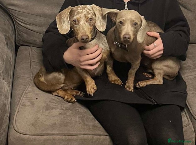 Miniature Dachshund dogs - Advert 4