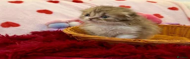 Scottish Fold Kitten 3