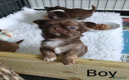 Chihuahua dogs for sale: Only one beautiful boy left,he's totally stunning  - Image 11