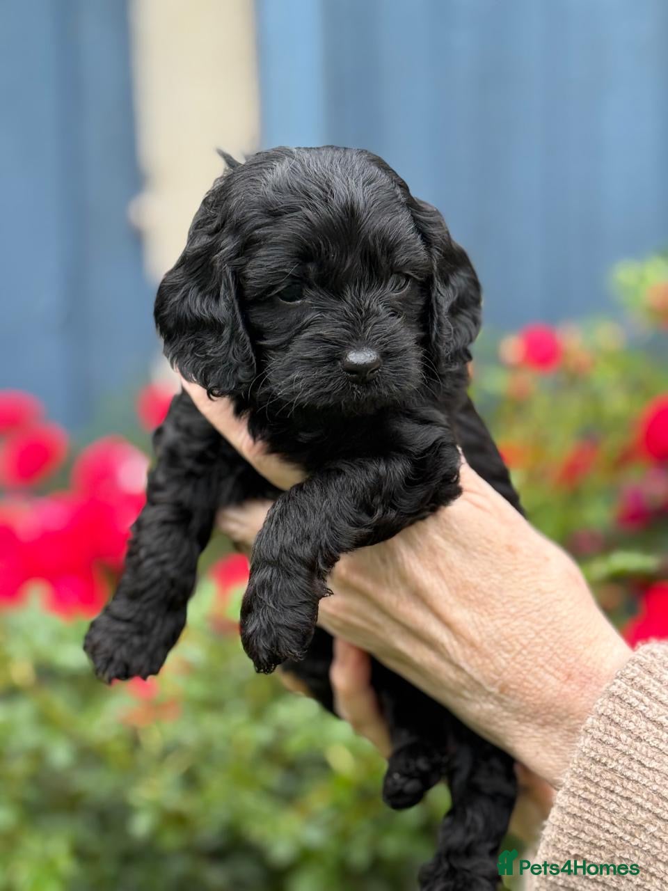 Cavapoo Puppy 1
