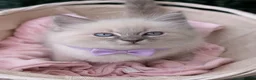 Ragdoll cats for sale: 🐾Ragdoll kittens for sale🐾 - Advert 13