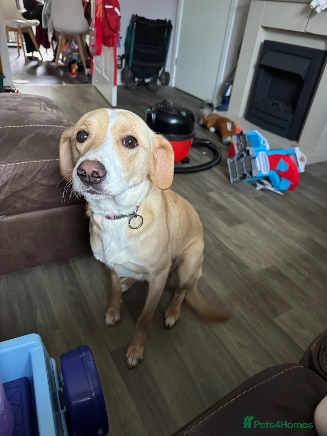 Mixed Breed dogs for sale: Rehoming (no fault of her) - Advert 2