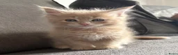 Maine Coon cats for sale: 3 cream girl Maine coon Kittens - Advert 1