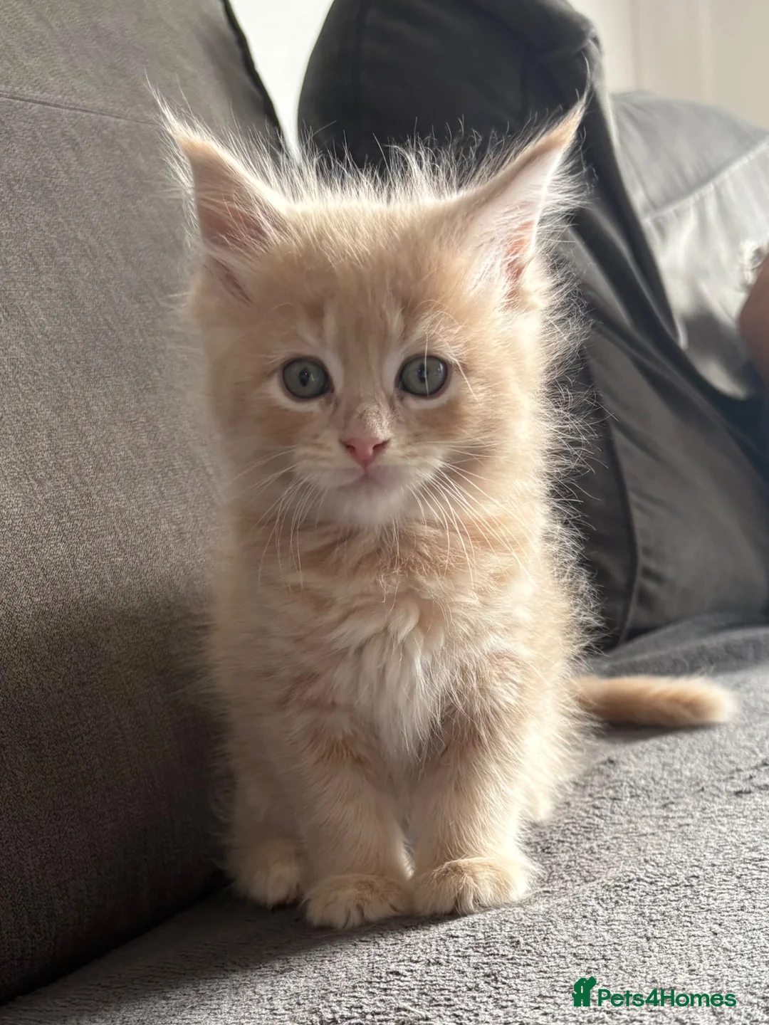 Maine Coon cats for sale: 3 cream girl Maine coon Kittens - Advert 1