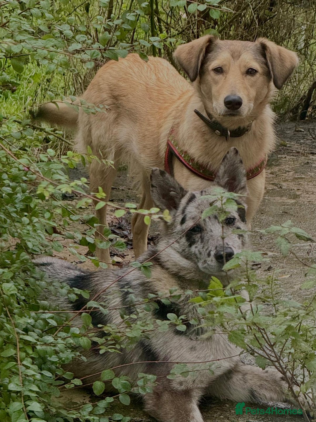 Mixed Breed dogs for adoption: 💙🐶 NICK(8 month) & ❤️🐶 MAILY (1 year)  - Advert 11