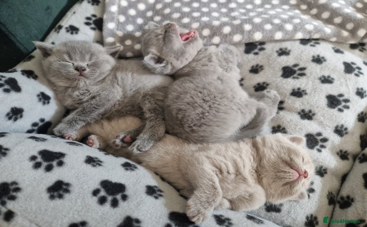 British Shorthair cats - Advert 7
