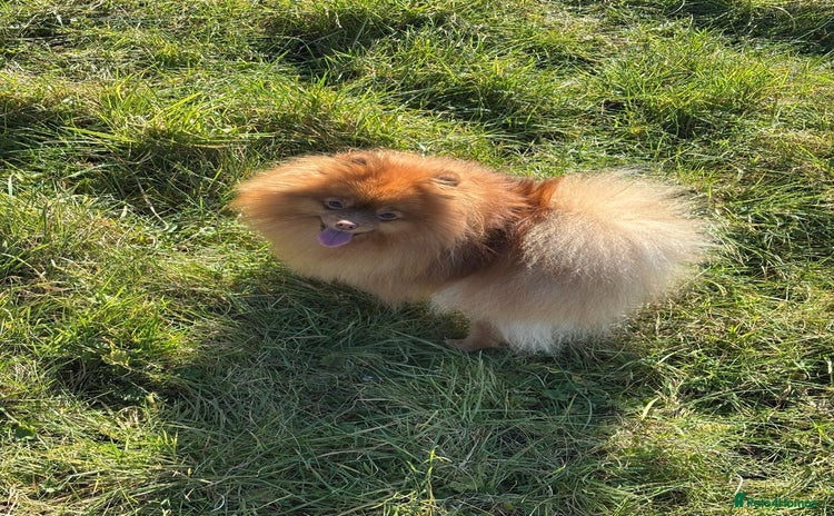 Pomeranian dogs - Advert 2