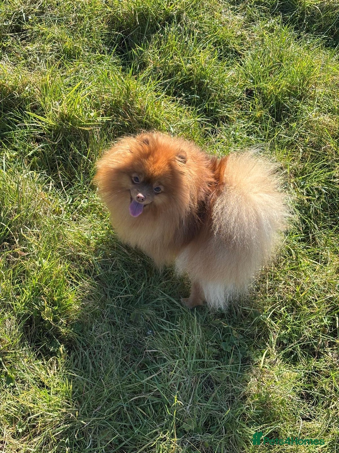 Pomeranian dogs for sale: Mini Pomeranians - Image 1