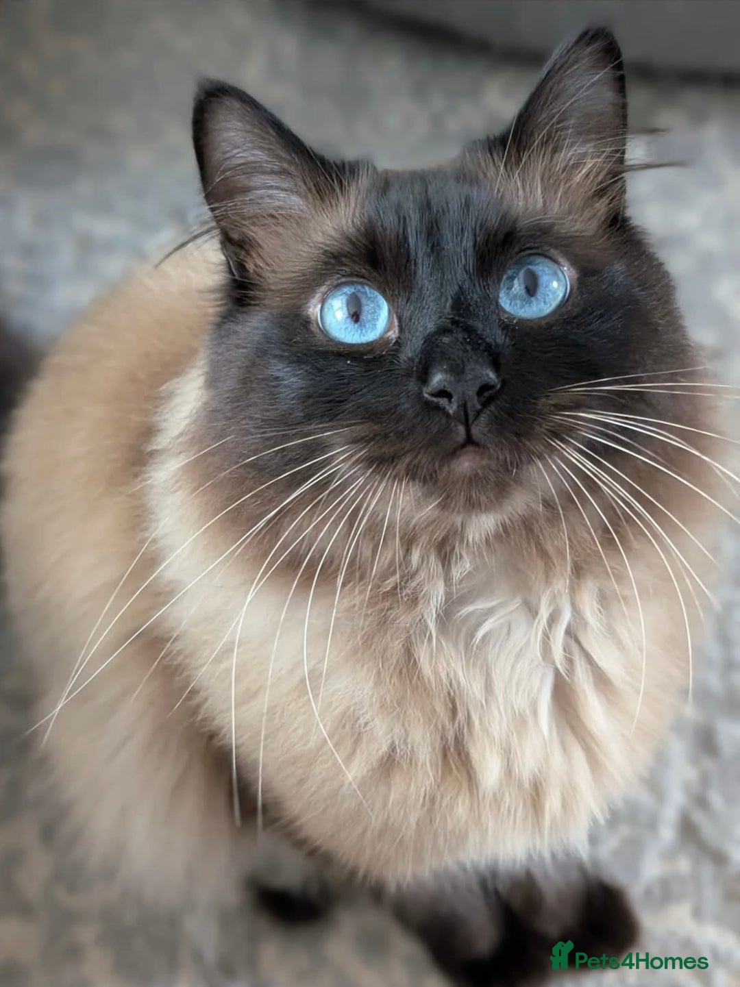 Ragdoll cats for sale: 1x male and 1x female for sale - Image 3