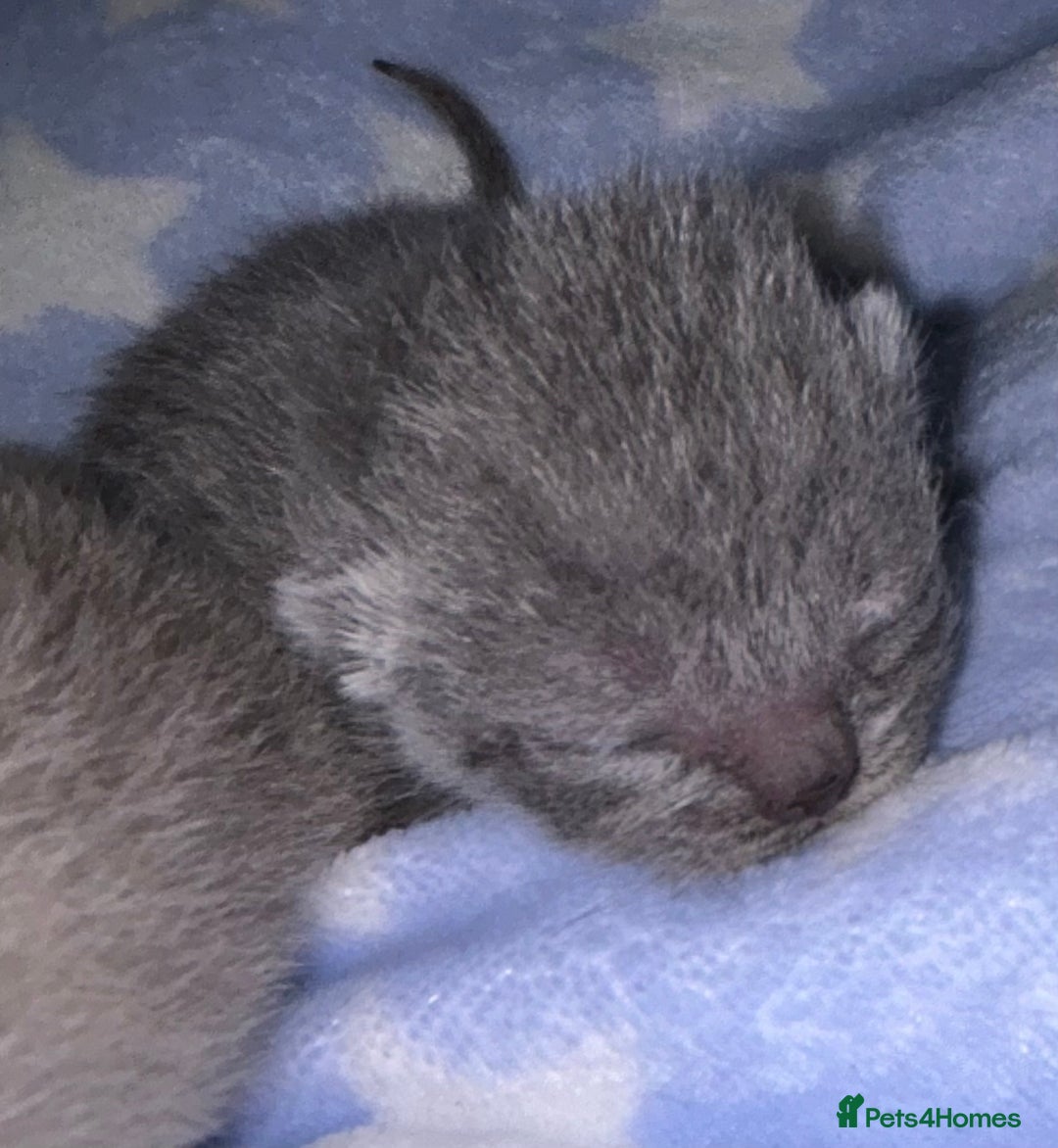 British Shorthair cats for sale: Pedigree kittens lilac boy blue girl  - Image 8