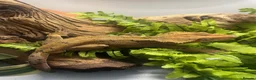 Gecko reptiles for sale: CB23 Adult Male Dalmatian Crested Gecko - Advert 3