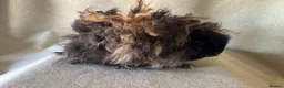 Guinea Pig rodents for sale: Baby Longhaired Sheltie Boars/Brothers RTR - Advert 3
