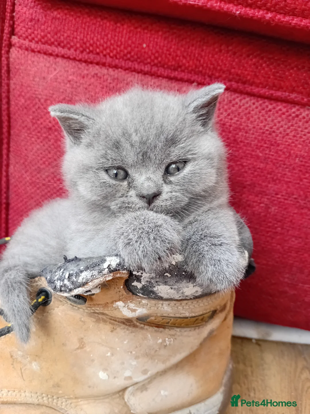 British Shorthair cats for sale: BRITISH SHORTHAIR - READY TO LEAVE  - Advert 14