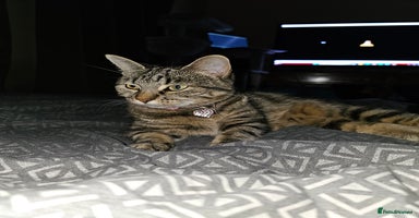 British Shorthair cats - Advert 7